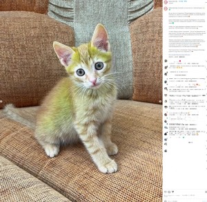 獣医は「猫の色を決める遺伝子がうまく機能しなかったのではないか」と指摘したものの、なぜ黄緑色になったのかははっきりと分からないという（画像は『Канцтовары в Гродно ≪ИнКомСервис≫　2023年9月19日付Instagram「Зелёный кот поселился в ≪ИнКомСервис≫」』のスクリーンショット）