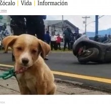 バイク事故で亡くなった飼い主のそばで震える子犬、その表情に涙（グアテマラ）＜動画あり＞