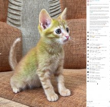 【海外発！Breaking News】エメラルドの輝きを放つ子猫が大人気！　「色は自然で、健康に問題なし」と飼い主（ベラルーシ）＜動画あり＞