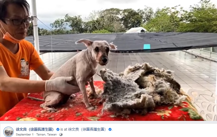 台湾台南市のアニマルシェルターに保護された犬。顔がわからないほど被毛が伸び悪臭を放っていた（画像は『徐文良（徐園長護生園）　2021年9月1日付Facebook「【徐園長護生園 九月份飼料罐頭，需要您的幫忙！】」』のスクリーンショット）