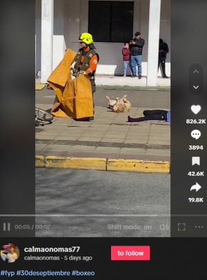 【海外発！Breaking News】事故訓練に飛び入り参加、死んだふりの犬に「オスカーを！」の声（チリ）＜動画あり＞