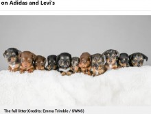 【海外発！Breaking News】11匹の子犬を産んだダックスフンド　同種では「世界記録かも！」と飼い主大興奮（英）