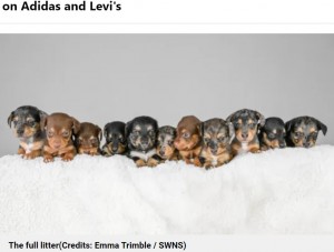 【海外発！Breaking News】11匹の子犬を産んだダックスフンド　同種では「世界記録かも！」と飼い主大興奮（英）