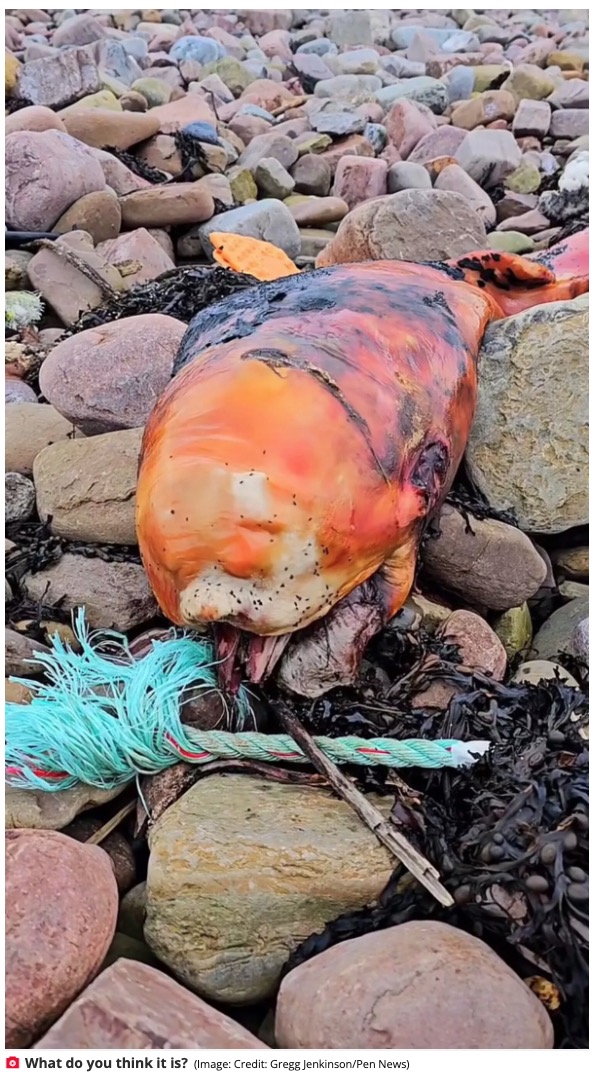 海岸に横たわった状態の謎の死骸は体全体がオレンジ色で一部黒ずんでいた（画像は『The Daily Star　2023年11月15日付「Mysterious orange sea beast washes up on UK beach - and people have no idea what it is」（Image: Credit: Gregg Jenkinson/Pen News）』のスクリーンショット）