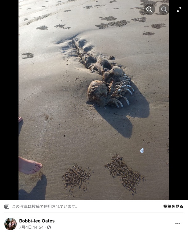 これもまたオーストラリアの海岸で発見された謎の死骸。人間の頭蓋骨に魚のような体が付いていたため「人魚では？」との声も（画像は『Bobbi-lee Oates　2023年7月5日付Facebook「We came across this on longbeach keppel sands qld」』のスクリーンショット）