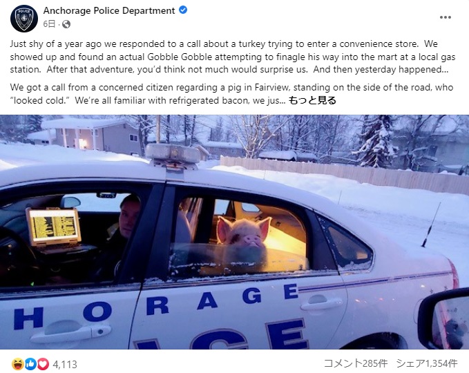 米アラスカ州で今年2月、脱走した豚を警察がパトカーで連行。窓から顔を出すブタの写真がネット上で拡散されていた（画像は『Anchorage Police Department　2023年2月14日付Facebook「Just shy of a year ago we responded to a call about a turkey trying to enter a convenience store.」』のスクリーンショット）