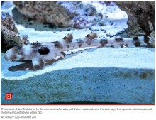 【海外発！Breaking News】オスのいない水槽でマモンツキテンジクザメが産卵、子ザメが誕生　米国で2例目の単為生殖（米）＜動画あり＞
