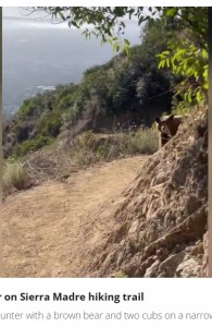 女性はどうにか冷静さを保ち、後ずさりするようにクマと距離を取った。それでもクマは歩きながらではあるが、女性をしばらく追いかけていた（画像は『FOX 11 Los Angeles　2023年11月17日付「Terrifying bear encounter on SoCal hiking trail caught on camera」』のスクリーンショット）