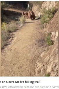 細い道の先に茶色い大きな母グマがおり、その後ろには小さな子グマが2匹確認できる（画像は『FOX 11 Los Angeles　2023年11月17日付「Terrifying bear encounter on SoCal hiking trail caught on camera」』のスクリーンショット）