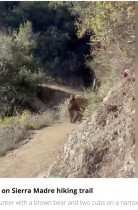 【海外発！Breaking News】ハイキングコースで子連れのクマと遭遇　大声を出して必死に追い払う映像に恐怖（米）＜動画あり＞