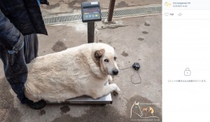 保護されたクルゲッツは中型犬にもかかわらず体重が99.9キロもあった（画像は『Сострадание НН　2023年10月26日付ВКонтакте「КРУГЕТС НЕ МОЖЕТ ХОДИТЬ!」』のスクリーンショット）