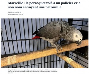 フランスで今年9月、警察に押収されたヨウム。自分の名前を連呼したことで、3年ぶりに飼い主と再会を果たしていた（画像は『La Provence　2023年9月28日付「Marseille : le perroquet volé à un policier crie son nom en voyant une patrouille」』のスクリーンショット）