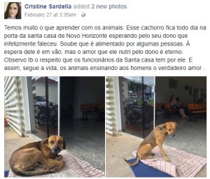 2018年2月、ブラジルのある病院の外で亡くなった飼い主を4か月間待ち続ける犬。施設に引き取られた犬だが、脱走して病院に戻ってきたという（画像は『Cristine Sardella　2018年2月27日付Facebook「Temos muito o que aprender com os animais.」』のスクリーンショット）