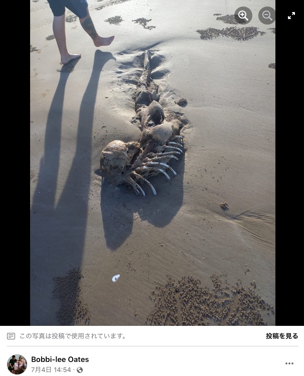 オーストラリアの海岸で今年7月に発見された謎の死骸。「人魚では？」という声があがるも、その正体は不明のままだった（画像は『Bobbi-lee Oates　2023年7月5日付Facebook「We came across this on longbeach keppel sands qld」』のスクリーンショット）