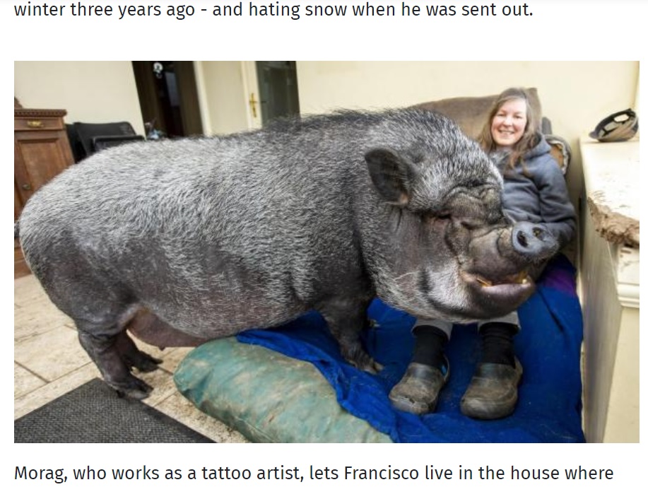 スコットランドで「マイクロブタ」として販売されていた豚。2021年に3歳半で体重127キロの巨体になり、動物保護団体に引き取られていた（画像は『Glasgow Times　2021年3月15日付「Meet 20-stone Francisco who is living in a house after his owners thought he was a micropig」』のスクリーンショット）