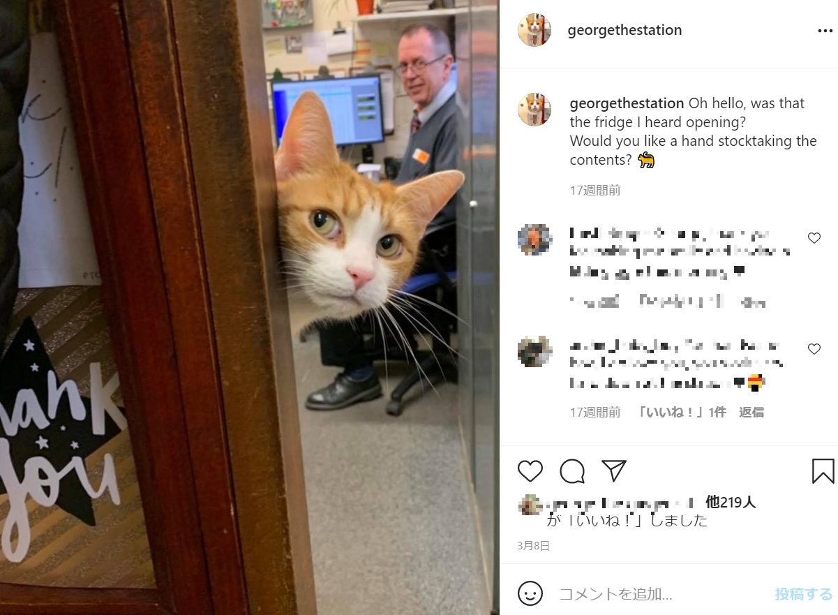 英ウェスト・ミッドランズのスタウアブリッジにある駅で“ネズミ捕り社員”として働く猫。以前の飼い主が国外へ引っ越さなければならなくなったため、駅員が引き取った猫だった（画像は『George, The Station Cat　2021年3月8日付Instagram「Oh hello, was that the fridge I heard opening?」』のスクリーンショット）