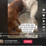【海外発！Breaking News】骨肉腫で変形した犬の顔を、死の直前まで舐めて癒した相棒犬（カナダ）＜動画あり＞