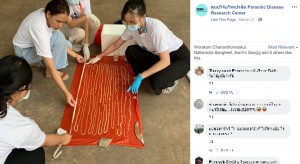 タイ東北部にある寄生虫病リサーチセンターで2021年3月、67歳の男性の排泄物から長さ18メートル超のサナダムシが見つかる。医師らは「タイ国内では過去50年で最長」と話していた（画像は『ศูนย์วิจัยโรคปรสิต Parasitic Disease Research Center﻿　2021年3月21日付Facebook』のスクリーンショット）