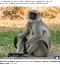 【海外発！Breaking News】友達と遊んでいた10歳男児、サルの群れに襲撃され死亡「腸が引き裂かれていた」（印）