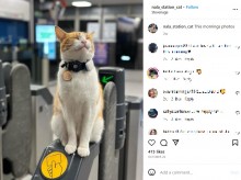 【海外発！Breaking News】構ってもらうのが大好きな猫　通勤時間を狙って毎日改札を訪れる（英）＜動画あり＞