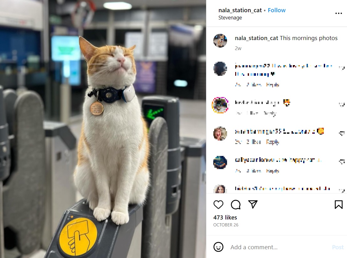 駅の近くにある飼い主の家から出かけ、通勤客が増える朝と夕方の時間帯を狙って駅に向かう猫。人に構ってもらうのを待っているという（画像は『Nala　2023年10月26日付Instagram「This mornings photos」』のスクリーンショット）
