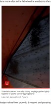 【海外発！Breaking News】“カサカサ”という音で目覚めたキャンパー　テントに張り付いた無数の虫に鳥肌（米）＜動画あり＞