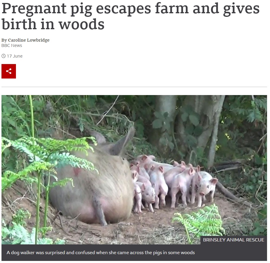 英ノッティンガムシャーのある森で2021年6月、たくさんの子豚に授乳していた母豚。近くの養豚場から逃げ出したことが判明し、屠殺を逃れていた（画像は『BBC　2021年6月17日付「Pregnant pig escapes farm and gives birth in woods」（BRINSLEY ANIMAL RESCUE）』のスクリーンショット）