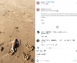 やはりオーストラリアで2022年にサンシャイン・コーストの海岸にまるでエイリアンのような不思議な生物が打ち上がった（画像は『ALEX TAN　2022年3月29日付Instagram「Best guess?」』のスクリーンショット）