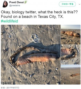 米テキサスシティで2019年、ハリケーン後の浜辺で謎の生物の死骸が発見された。「ウナギの一種では」という声があがったものの、生物の特定には至らなかったようだ（画像は『Preeti Desai　2017年9月7日付X「Okay, biology twitter, what the heck is this??」』のスクリーンショット）