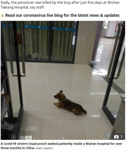 2020年5月、中国武漢市の病院ロビーで亡き飼い主を3か月間待ち続けた犬。その後、地元の保護協会に引き取られたという（画像は『The Sun　2020年5月25日付「HEARTBREAK HOUND Loyal dog waits at Wuhan hospital for 3 months after owner’s Covid death」（Credit: AsiaWire）』のスクリーンショット）