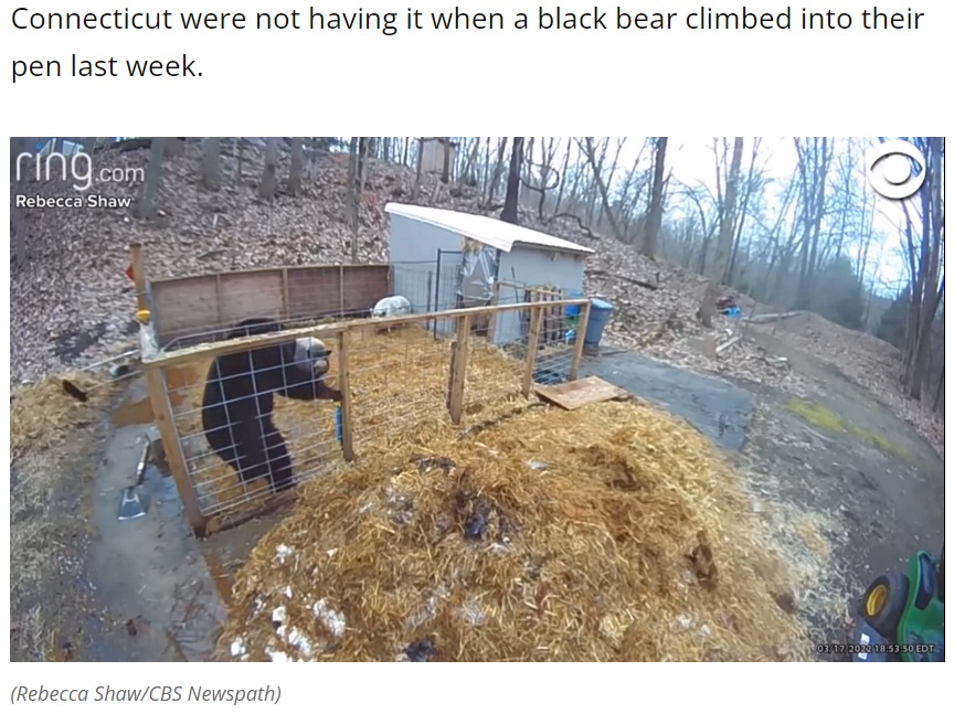 米コネチカット州のある家で飼われている豚が今年3月、囲いの中に入ってきたクマに突進。クマは急いで柵を登り、逃げ出していた（画像は『Local 12 WKRC-TV　2022年3月22日付「WATCH: Two pigs fight off bear that climbed into their pen」（Rebecca Shaw/CBS Newspath）』のスクリーンショット）