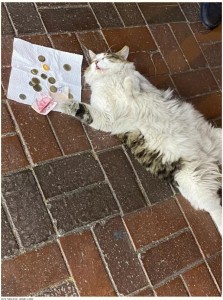 撮影されようと、撫でられようと、気にする様子も見せずに大胆な姿でくつろぐ猫。人々は自然に猫の近くにお金を置き始めた（画像は『The Dodo　2023年10月5日付「Cat Accidentally Raises Money For Charity After Falling Asleep On Sidewalk」（GOLDEN EYE JEWELLERY）』のスクリーンショット）