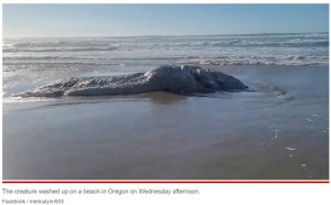 米オレゴン州の海岸で2022年10月、白い毛のような物で覆われた謎の物体が発見される。当時「クジラの死骸の可能性が高い」と報じられていた（画像は『New York Post　2022年10月14日付「Truck-sized ‘globster’ with ‘stringy white hair’ shocks beachgoers」（Facebook / mericalynn503）』のスクリーンショット）