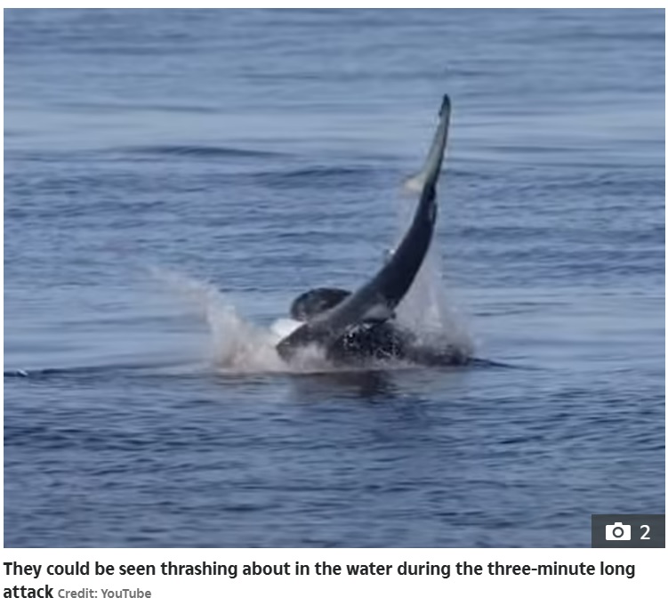 ホエールウォッチングのツアーに参加していた野生動物写真家が、アシカがサメを襲う瞬間の撮影に成功した。この光景を目の当たりにし、衝撃を受けたという（画像は『The Sun　2023年11月16日付「TABLES TURNED Savage moment sea lion rips out a shark’s throat in flesh-tearing bloody attack in front of horrified beachgoers」（Credit: YouTube）』のスクリーンショット）