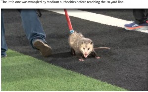 棒の先端に輪がついた道具で捕獲されたオポッサムは、引きずられたままスタジアム外へ連れていかれた（画像は『KXAN News　2023年11月3日付「Opossum runs across field during TTU vs. TCU game」』のスクリーンショット）