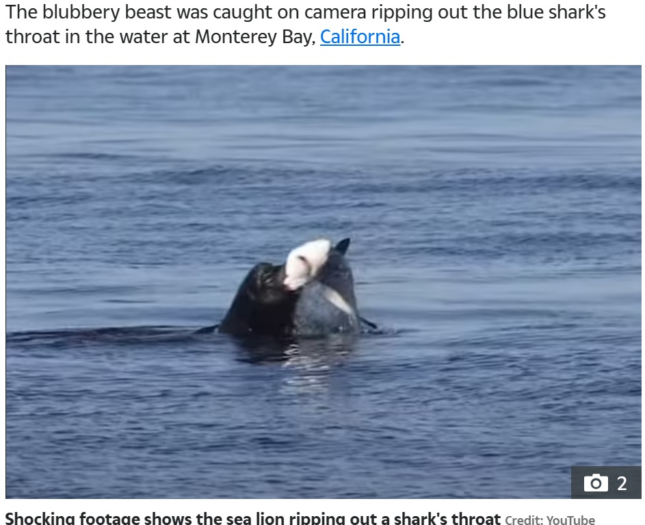 アシカはサメの喉元に噛みつき、海面に叩き付けるようにしてサメを振り回した。最終的にちぎれたサメの肉を食べているのが確認できる（画像は『The Sun　2023年11月16日付「TABLES TURNED Savage moment sea lion rips out a shark’s throat in flesh-tearing bloody attack in front of horrified beachgoers」（Credit: YouTube）』のスクリーンショット）