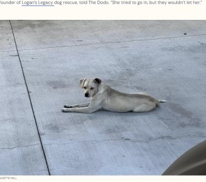今年8月、米カリフォルニア州の病院の緊急救命室のそばで亡き飼い主を10日間待ち続けた犬。その後、犬の保護団体が保護していた（画像は『The Dodo　2023年9月1日付「Loyal Dog Stares At Emergency Room Entrance For 10 Days, Hoping To See Her Human Again」（SUZETTE HALL）』のスクリーンショット）