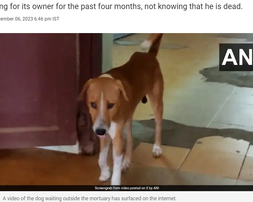 亡くなった飼い主が遺体安置所に運ばれるところを見ていたという犬。人々からは「インドのハチ公だ」という声があがっている（画像は『NDTV　2023年11月6日付「“Kerala’s Hachiko”: Video Of Dog Waiting For Dead Owner Moves Internet」』のスクリーンショット）