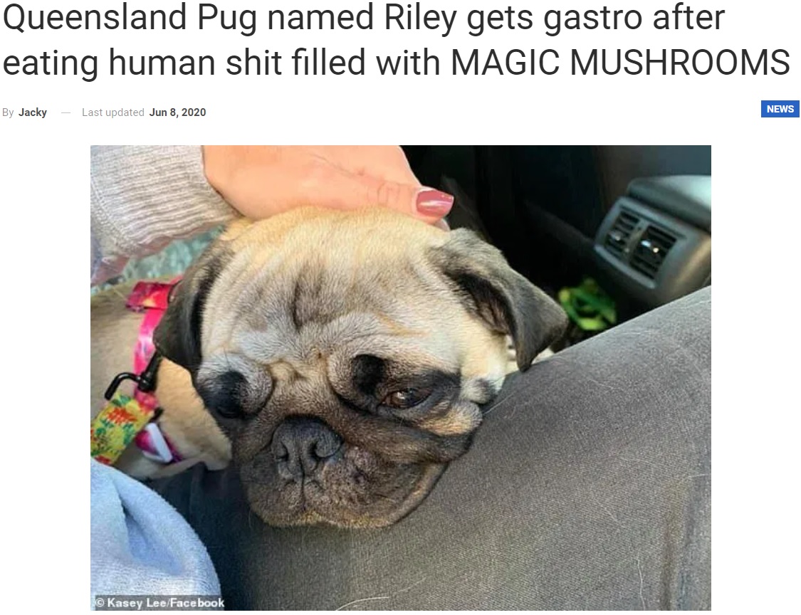 2020年6月、オーストラリアの砂浜で散歩していた犬が、人間の便を口にして一晩中苦しむ羽目に。便に含まれていた幻覚作用を引き起こすキノコの影響を受けてしまったという（画像は『WhatsNew2Day　2020年6月8日付「Queensland Pug named Riley gets gastro after eating human shit filled with MAGIC MUSHROOMS」（Kasey Lee/Facebook）』のスクリーンショット）