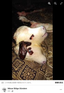 チチェクリ村で誕生した2つの頭を持つ子牛（画像は『Niksar Bölge Gündem　2023年12月7日付Facebook「Tokat -Niksar'ın Çiçekli （Şidibe） köyünde bugün gece saatlerinde」』のスクリーンショット）