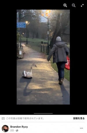 【海外発！Breaking News】公園にいる白鳥の首を鷲掴みにして引きずり歩く男に非難の声（英）＜動画あり＞