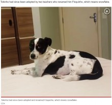 【海外発！Breaking News】棒で殴られ虐待された犬、損害賠償を求めて元飼い主を訴える（ブラジル）