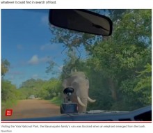【海外発！Breaking News】運転中に現れた野生のゾウ、窓ガラスを破壊して食べ物を奪う（スリランカ）＜動画あり＞