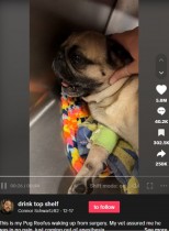 【海外発！Breaking News】去勢手術後の犬、麻酔から覚めて叫ぶ声に大反響「悲しい反面、大笑い」＜動画あり＞