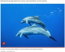 【海外発！Breaking News】科学者も困惑　“親指”のようなヒレを持つイルカが発見される（ギリシャ）＜動画あり＞