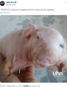 中央アメリカの国ホンジュラスで今年9月、非常に珍しい双頭の子ブタが誕生。子ブタは1つの体を共有していた（画像は『UHN Plus　2023年9月3日付X「¡INSÓLITO! Capturan imágenes de un cerdo de dos cabezas.」』のスクリーンショット）