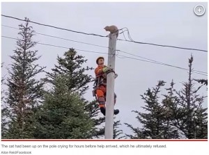 持っていたハシゴでは電柱の上に逃げたココを救出することができず、電力会社に連絡して作業員を派遣してもらうことになった（画像は『New York Post　2023年12月8日付「Fearless cat takes massive leap off utility pole to escape would-be rescuer, wild video shows」（Alice Reid/Facebook）』のスクリーンショット）