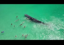【海外発！Breaking News】浅瀬に迷い込んだクジラを触る海水浴客に「ハラスメント」と怒りの声（豪）＜動画あり＞