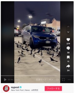 鳥の群れはクラクションを鳴らしても、人が近づいても恐れる様子がなかったという（画像は『New York Post | News　2024年1月5日付TikTok「A flock of birds took over a Texas parking lot in a scene “straight out of an Alfred Hitchcock movie.”」』のスクリーンショット）