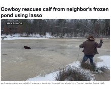 【海外発！Breaking News】凍った池から子牛を投げ縄で救出したカウボーイ「なにかがあれば全力で応じる」（米）＜動画あり＞